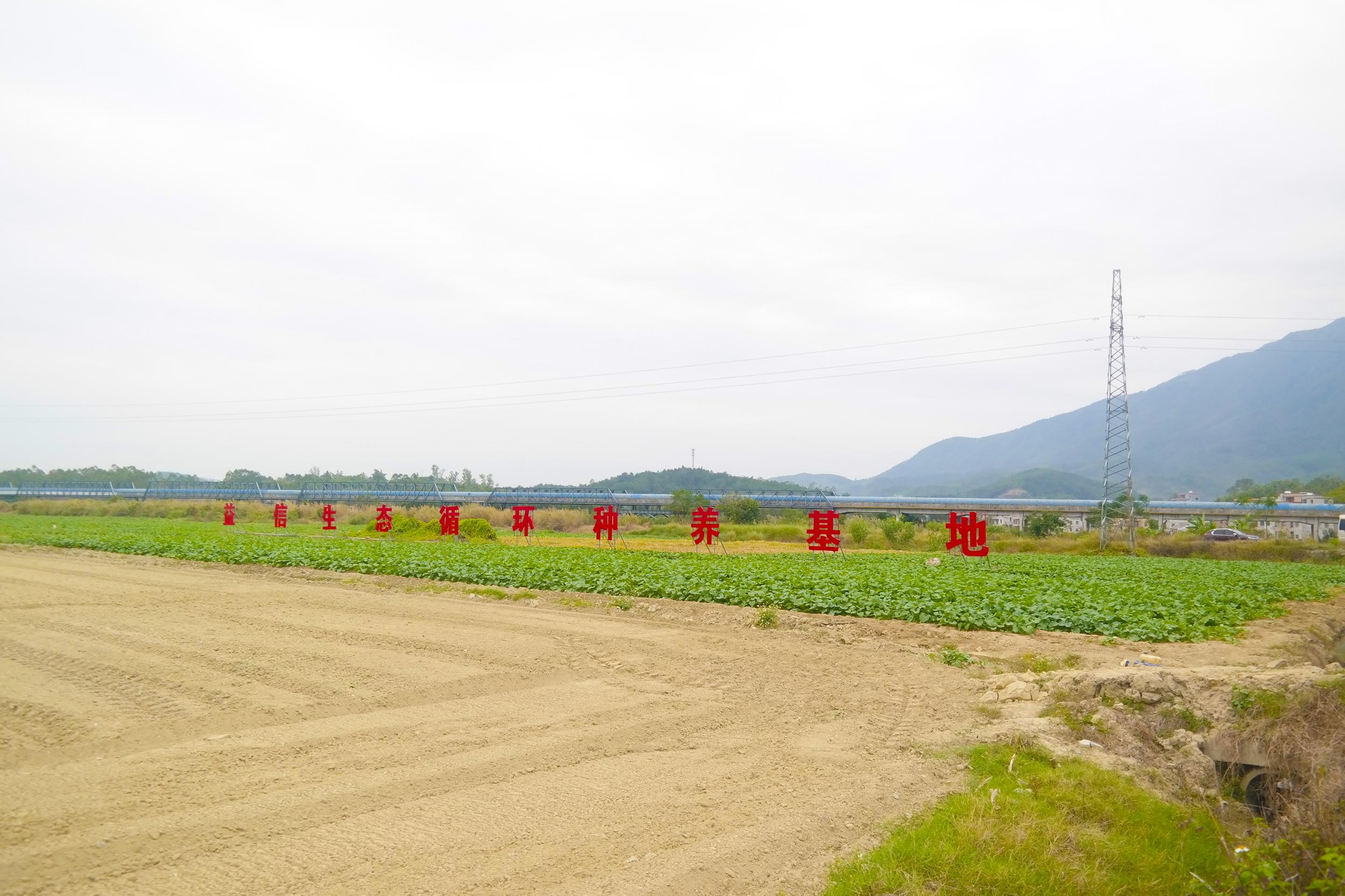 肇庆种植基地