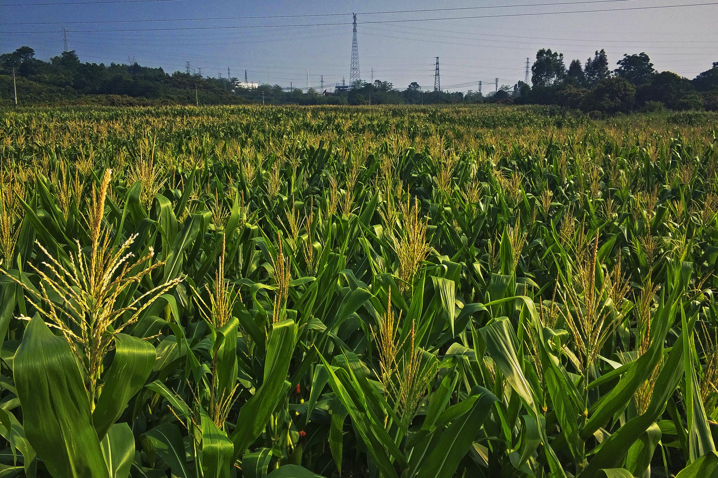 桂林种植基地